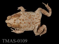 藏品(黑眶蟾蜍)的圖片